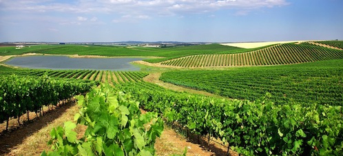 Wine Tourism in Portugal